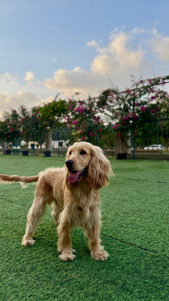 Obedience training Obedience training