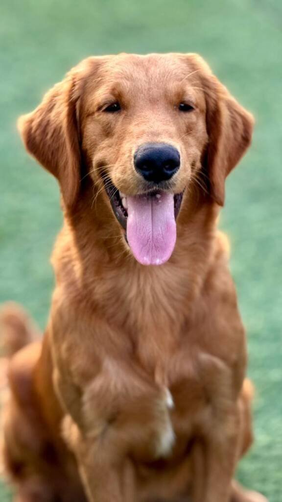 Professional dog trainer