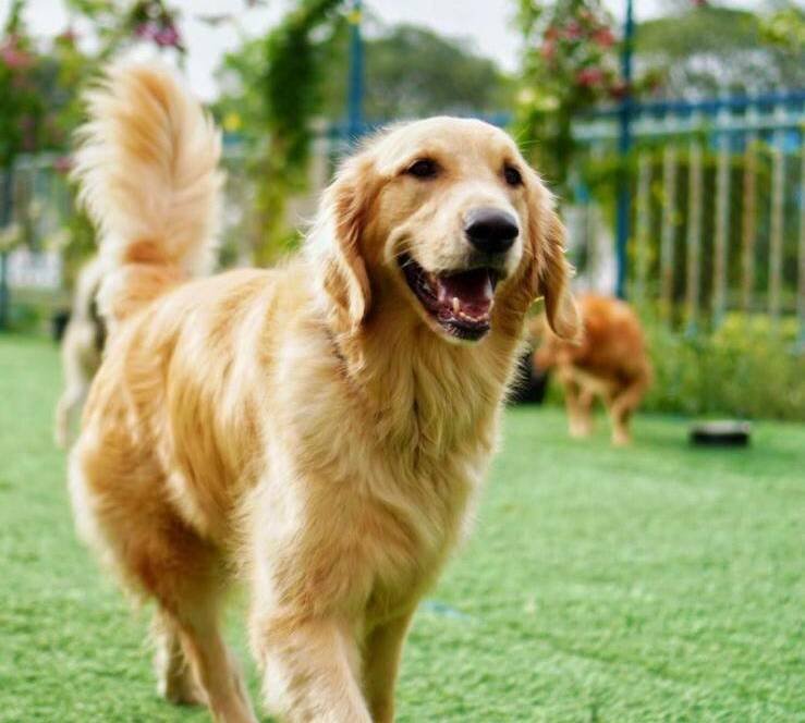 Dubai dog trainer