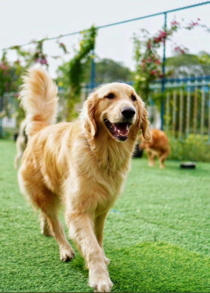 Day Care DogiZoneTrainingDubai